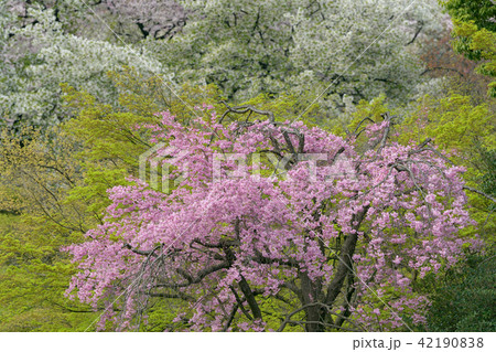 河津桜 河津桜 42190838