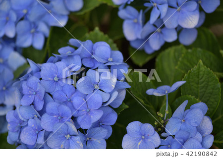 紫色の紫陽花 紫色の紫陽花 42190842