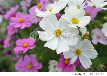 白とピンクのコスモス 白とピンクのコスモス 42190843