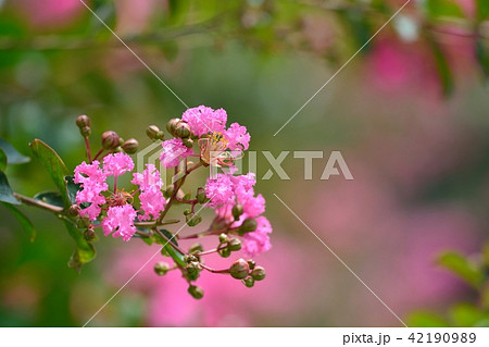 サルスベリの花 42190989