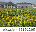 ひまわり 42191205