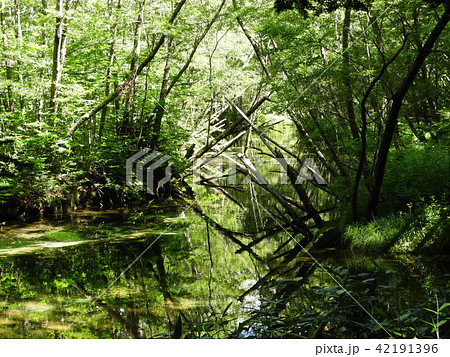 水面に映る木々 42191396