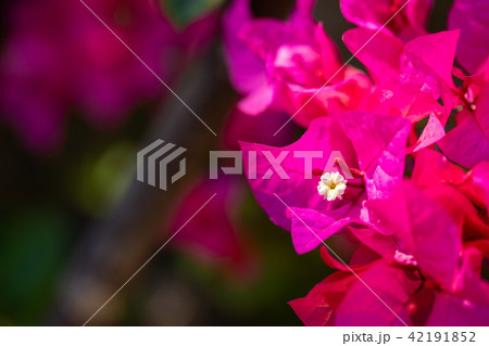 鮮やかなピンク色がかわいい 南国の花ブーゲンビリアの写真素材