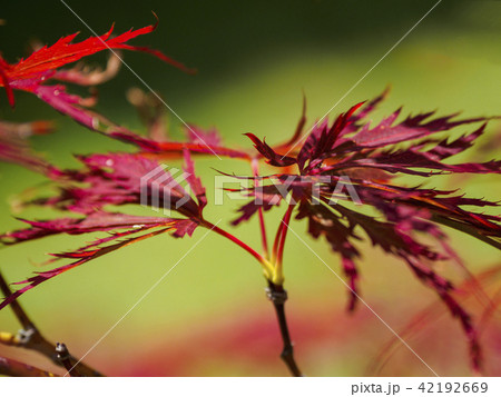 Red maple leaves 42192669