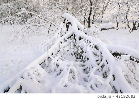 Snow on fallen tree Snow on fallen tree 42192682