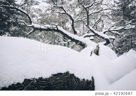 Bare trees in snow Bare trees in snow 42192687