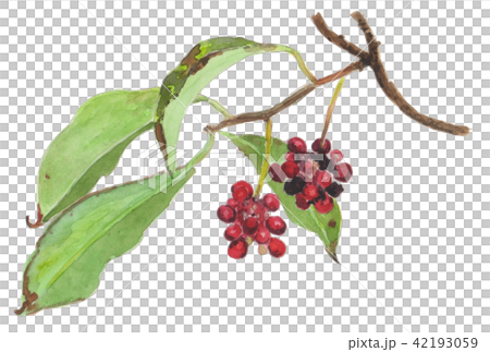 南五味子蛇 南五味子蛇 42193059