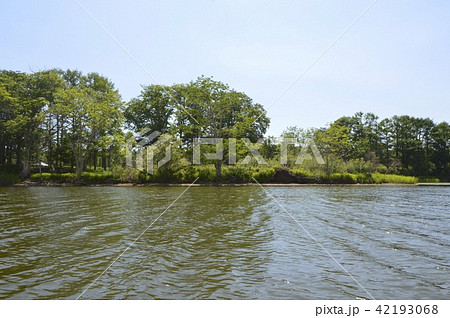 釧路湿原（北海道） 42193068