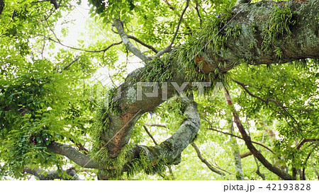 筥崎宮参道の大木を見上げてその１ 42193828