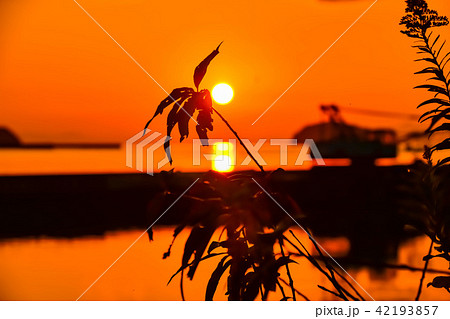 海　秋の季節　夕凪の海　(津奈木町海岸の夕日)　(漁港)　撮影日；2017年11月 42193857