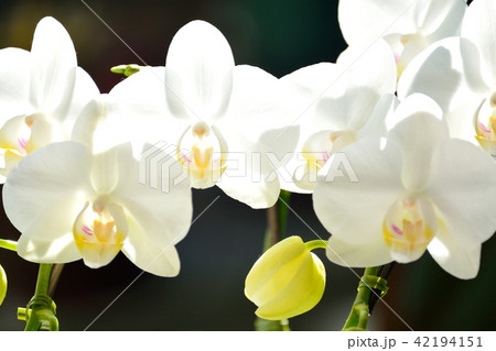 胡蝶蘭 胡蝶蘭 42194151