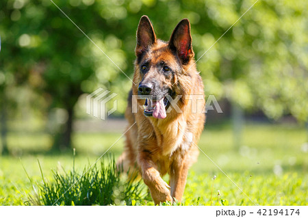German shepherd dog walking on green grass German shepherd dog walking on green grass 42194174