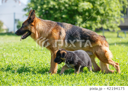 German shepherd with its puppies resting on grass 42194175