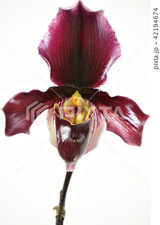 パフィオペディルム 42194674