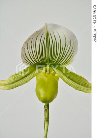 パフィオペディルム パフィオペディルム 42194675