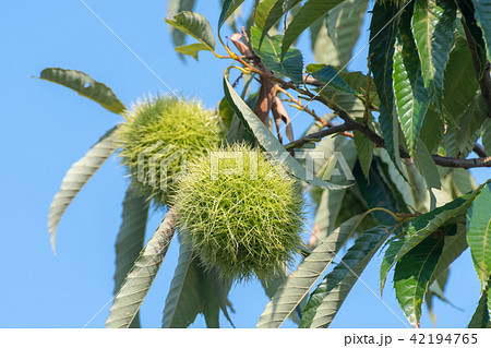 栗　くり 42194765