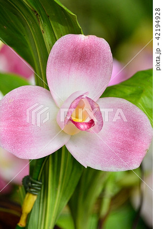 世界らん展　リカステ 42194928