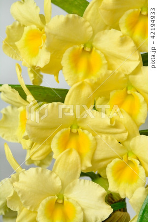 デンドロビューム デンドロビューム 42194933