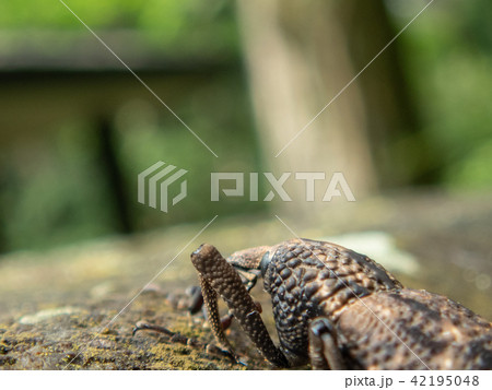 オオゾウムシ オオゾウムシ 42195048