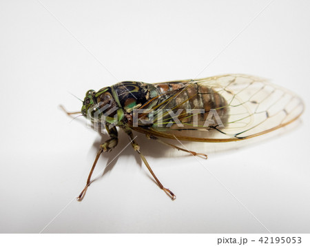 ヒグラシ 42195053