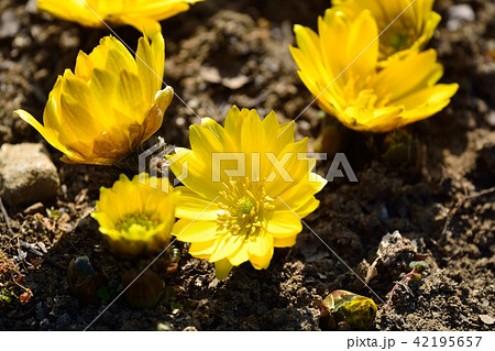 福寿草 福寿草 42195657