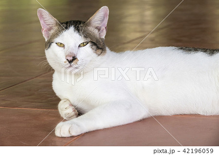 Cute Thai cat 42196059