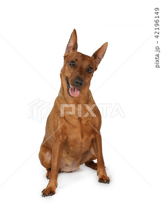 Brown miniature Pinscher over white 42196149
