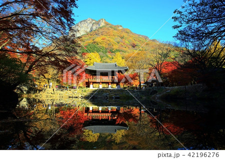 秋 紅葉 季節 42196276