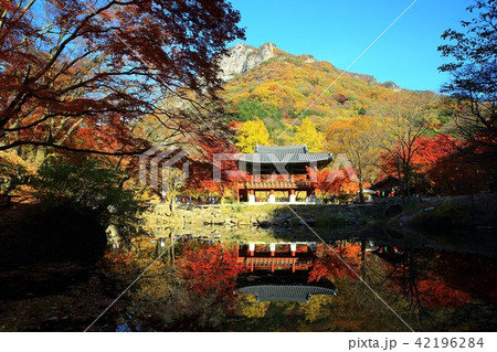 秋 紅葉 季節 42196284
