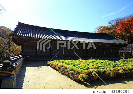 秋 紅葉 季節 42196296