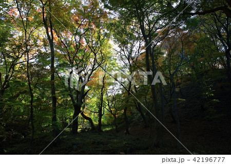 秋 紅葉 季節 42196777
