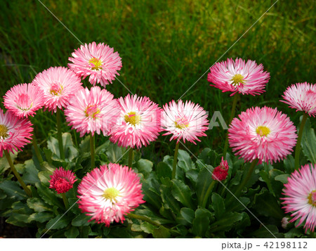 デージー ひなぎく 園芸 草花 デージー ひなぎく 園芸 草花 42198112