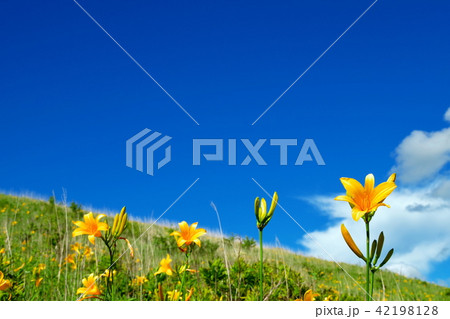 ニッコウキスゲ　車山高原 42198128