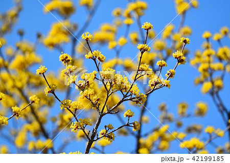 サンシュユ 42199185