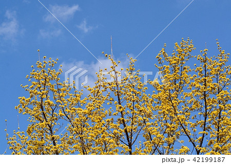 サンシュユ 42199187