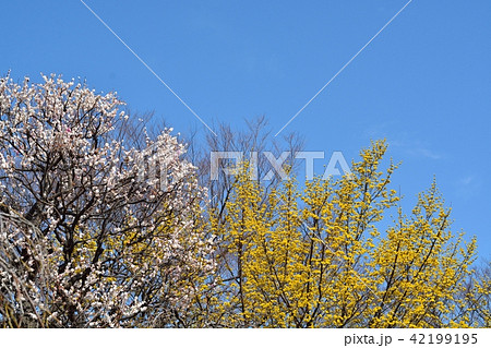 サンシュユと梅の花 42199195