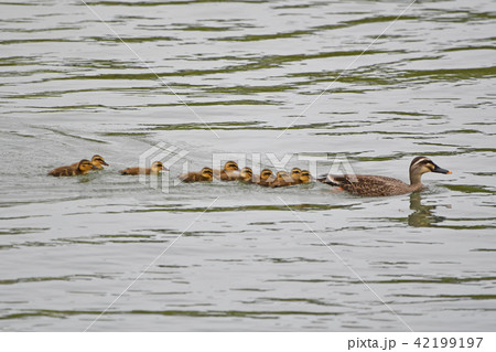 行儀よく並んで泳ぐカルガモの親子 42199197