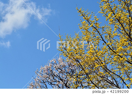 サンシュユと梅の花 42199200