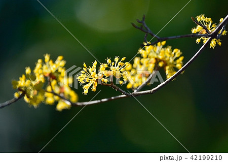 サンシュユ 42199210