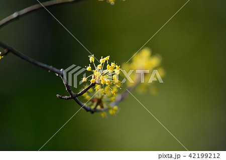 サンシュユ サンシュユ 42199212