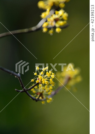 サンシュユ 42199213