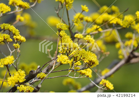 サンシュユ 42199214