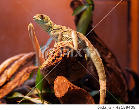 アクアリウムのトカゲ アクアリウムのトカゲ 42199409