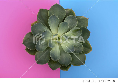 Cactus fashion design with shadow on pink blue background Cactus fashion design with shadow on pink blue background 42199510