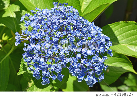 ウズアジサイ(渦紫陽花) ウズアジサイ(渦紫陽花) 42199527