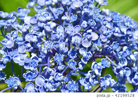 ウズアジサイ(渦紫陽花) ウズアジサイ(渦紫陽花) 42199528