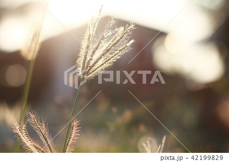 Bright grass 42199829