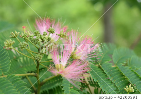 夏に咲くネムノキの花 42200591