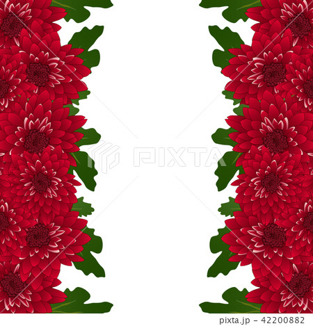 Red Mum, Chrysanthemum Flower Border 42200882