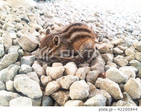 眠るシマリス 42200944